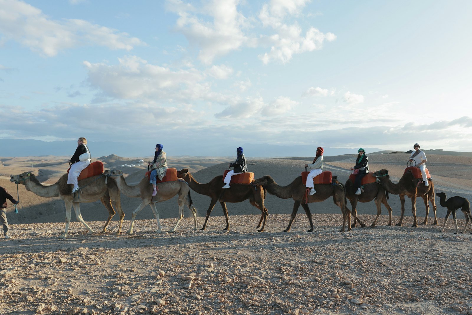 Camels in the Agafay desert, Morocco