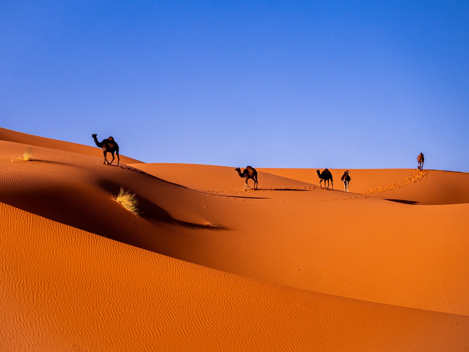Camels in the Sahara, Morocco