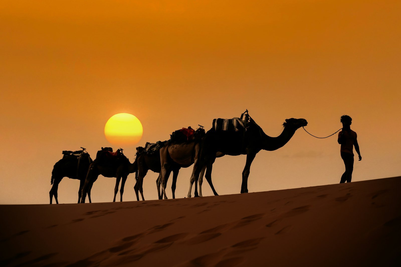 Camel caravan in the Sahara, Morocco